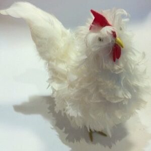 Gallina plumas blancas 30×28 cms