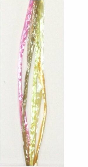50 M Rafia multicolor brillo, verde y rosa